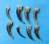 Wholesale badger claws for sale in bulk - Packed: 10 pcs @ $1.60 each; Packed: 25 pcs @ $1.40