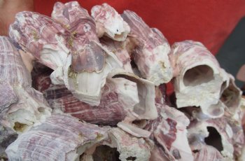 Wholesale Small purple barnacles 5" to 7" - 6 pcs @ $3.75 each