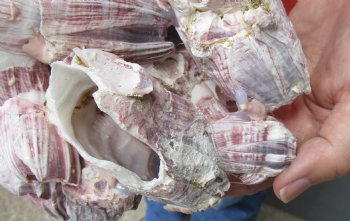 Wholesale Purple Barnacle Clusters 5" to 7" -  Case of 24 pcs @ $2.50 each