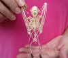 Wholesale Lesser Short Nosed Fruit Bat skeleton with wings folded measuring  5" tall - You will receive one similar to the picture - $37.00 each; Packed: 4 pcs @ $34.00 each