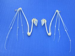Wholesale Articulated Pair of Bat Wing Skeleton (Open position) 3-1/2 inches to 4-1/4 inches - $16/pair