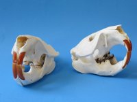 North American Beaver Skulls Wholesale - $28.00 each;  4 pcs @ $25.00 each  
