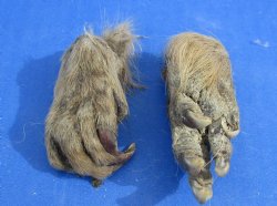 Wholesale Beaver front feet cured,  2 inches  - 5 pcs @ $2.25 each