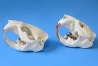 North American Beaver Skulls Wholesale - $28.00 each;  4 pcs @ $25.00 each  