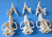 North American Beaver Skulls Wholesale - $28.00 each;  4 pcs @ $25.00 each  