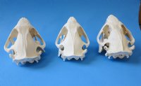 North American Beaver Skulls Wholesale - $28.00 each;  4 pcs @ $25.00 each  