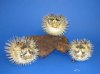 4" Porcupine Blowfish Wholesale with sharp spines - Packed: 5 pcs @ $2.75 each 