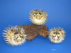 5 inch to 6 inch Porcupine Blowfish Wholesale with shark spines - Packed: 15 @ $2.25 each