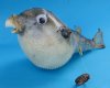 2" to 3" Wholesale Parrot Blowfish, Puffer Blowfish - Packed: 10 pcs @ $.60 each; Packed: 100 pcs @ $.50 each