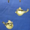 Wholesale Parrot Puffer Fish with Hat 4 inches to 5 inches - Packed: 10 @ $1.20 each; Packed: 100 pcs @ $1.05 each  
