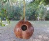 Wholesale Hanging Coconut Birdhouses with natural bark exterior 6"-7" high - Packed: 25 pcs @ $2.00 each 