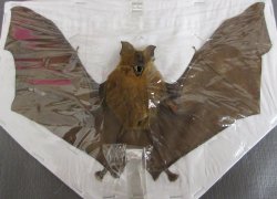Wholesale Mummified Bicolored leaf-nosed bat (hipposideros bicolor) with wing spread 8" to 9" - $40 each; 4 or more @ $36 each