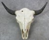 Wholesale North American Bison Skull and Horns, Buffalo Skull and Horns 23" - 27" wide - $135 each <font color=red>(Cannot be shipped priority mail)</font>