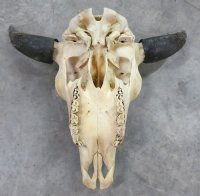 Wholesale North American Bison Skull and Horns, Buffalo Skull and Horns 23" - 27" wide - $140 each: 3 or more @ $130 <font color=red>(Cannot be shipped priority mail)</font>