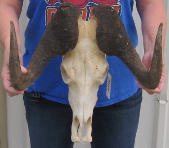 Wholesale Female African Black Wildebeest skull and horns up to 15-7/8 inches wide - $90; 4 or more @ $80.00 each