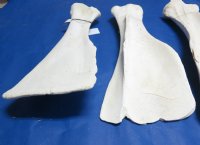Wholesale African giraffe shoulder blades 21 to 28 inches long $40.00 each; 4 pcs @ $36 each