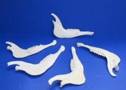 Wholesale Blesbok Jaw bones 8" to 9" long commercial grade - 4 pcs @ $5.00 each; 12 pcs @ $4.00 each