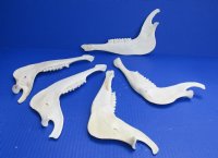 Wholesale Blesbok Jaw bones 8" to 9" long commercial grade - 4 pcs @ $5.00 each; 12 pcs @ $4.00 each