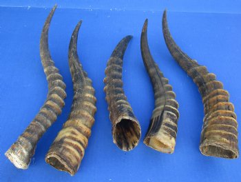 Male Blesbok horns 12 to 16 inch (2 pc, 10 pc)