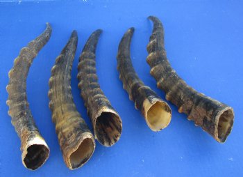Male Blesbok horns 12 to 16 inch (2 pc, 10 pc)