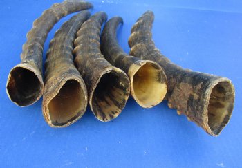 Male Blesbok horns 12 to 16 inch (2 pc, 10 pc)