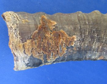 Male Blesbok horns 12 to 16 inch (2 pc, 10 pc)