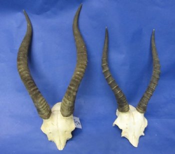 Wholesale Blesbok Skull Plate with Horns - $29.00 each;  5 @ $26.00 each 
