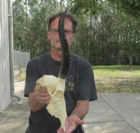 Wholesale African Blesbok Skulls with Horns, Commercial Grade - $65 each; 5 pcs @ $60 each