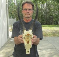 Wholesale African Blesbok Skulls with Horns, Commercial Grade - $65 each; 5 pcs @ $60 each