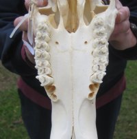 Wholesale African Blesbok Skulls with Horns, Commercial Grade - $65 each; 5 pcs @ $60 each