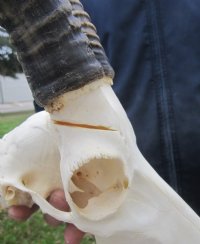 Wholesale African Blesbok Skulls with Horns, Commercial Grade - $65 each; 5 pcs @ $60 each