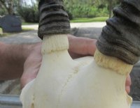 Wholesale African Blesbok Skulls with Horns, Commercial Grade - $65 each; 5 pcs @ $60 each