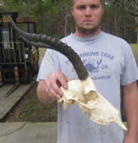 Wholesale African Blesbok Skulls with Horns, Commercial Grade - $65 each; 5 pcs @ $60 each