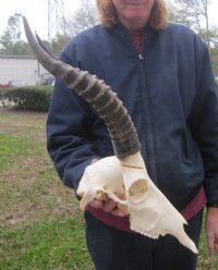 Wholesale African Blesbok Skulls with Horns, Commercial Grade - $65 each;  Packed: 5 pcs @ $60 each