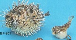 Details about   2 Sizes Dried Puffer Porcupine Real Fish Blowfish Free Shipping 