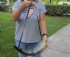 Wholesale Large Polished Buffalo blowing horn, Viking blowing horn with leather strap - 18 to 20 inches (You will receive horns similar to those pictured)  $20.00 each; Packed: 18 pcs @ $18.00 each