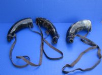 Wholesale Small Polished Buffalo blowing horn, Viking blowing horn with leather strap - 12 to 14 inches (You will receive horns similar to those pictured)  Packed: 2 pcs @ $10.75 each; Packed: 12 pcs @ $9.50 each