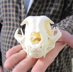 Bobcat Skulls, Lynx Skulls Hand Picked Pricing