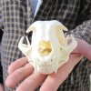 Bobcat Skulls, Lynx Skulls Hand Picked Pricing