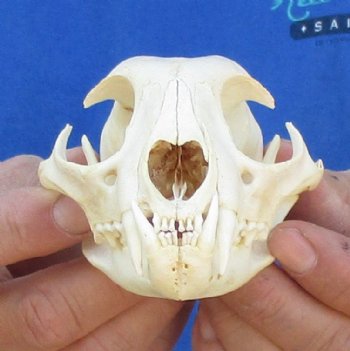 Bobcat Skull, Lynx Skulls, Hand Picked