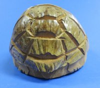Wholesale Bobble Head Carved Coconut Turtle - 6 pcs @ $3.50 each