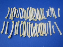 Wholesale bobcat foot bones (Paw), 1/2 inches to 3 inches (cleaned and off white in color) - 25 pcs @ $1.00 each; 100 pcs @ $.90 each