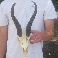 Wholesale B grade Male Springbok Skulls with Horns (with holes, broken horns and varies other damage) - $44 each; 5 pcs @ $39 each 