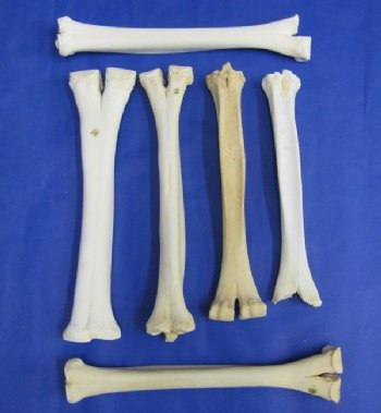 Wholesale Camel Lower Leg Bones 14 to 16 inches - $17.00 each; 8 pc or more @ $15.00 each  