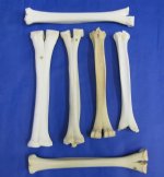 Wholesale Lower Camel Leg Bones for Carving $