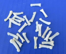 Real Raccoon Toe Bone | Animal Oddities & Craft bones - 25 pcs @ $.35 each; 100 pcs @ $.30 each