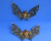 Wholesale Mummified Lessor short-nosed fruit bat (Cynopterus brachyotis) with wing spread measuring 8 inches - You will receive one similar to the one pictured for $45; 4 or more @ $39 each