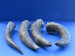 Wholesale Sanded and Buffed Water Buffalo Horns from India (13-15") - 2 pcs @ $6.50 each; 20 pcs @ $5.85 each