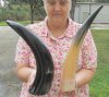 20 Wholesale Polished Water Buffalo Horns from India 12 inches to 15 inches around the curve - Packed: 20 pcs @ $6.25 each  