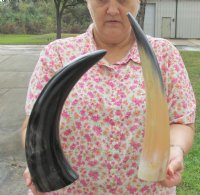 Wholesale Polished Cattle/Cow horns 12 inches to 15 inches - 2 pcs @ $8.00 each 